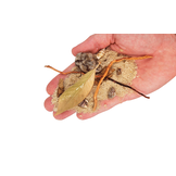 Wio Rivulet - Biotope Beds - 2 kg