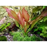 Echinodorus Red Chili - pot