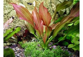 Echinodorus Red Chili - pot