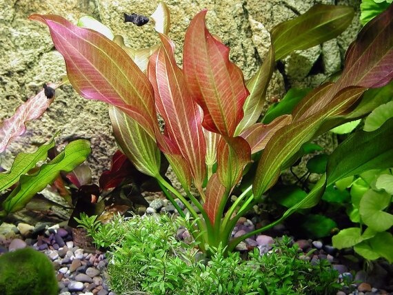 Echinodorus Red Chili - pot