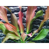 Echinodorus Red Chili - pot