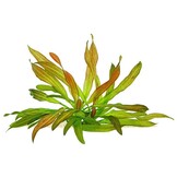 Echinodorus Red Chili - pot