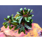 Bucephalandra Deep Purple - Pot