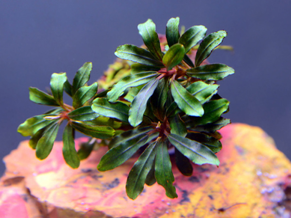 Bucephalandra Deep Purple - Pot