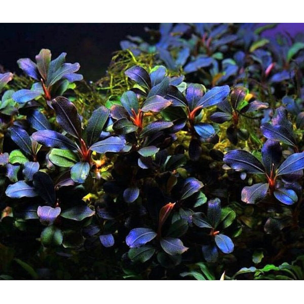 Bucephalandra Deep Purple - Pot -
