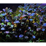 Bucephalandra Deep Purple - Pot