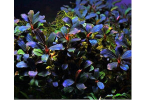 Bucephalandra Deep Purple - Pot
