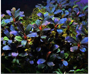 Bucephalandra Deep Purple - Pot -