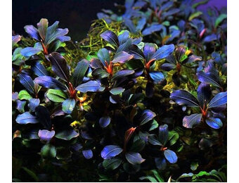 Bucephalandra Deep Purple - Pot