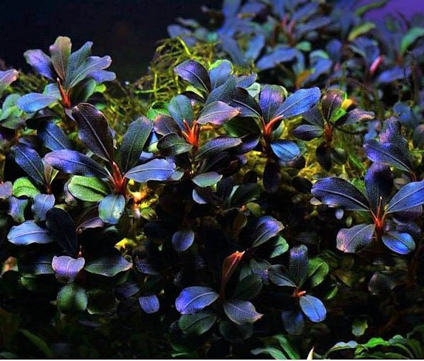 Bucephalandra Deep Purple - Pot