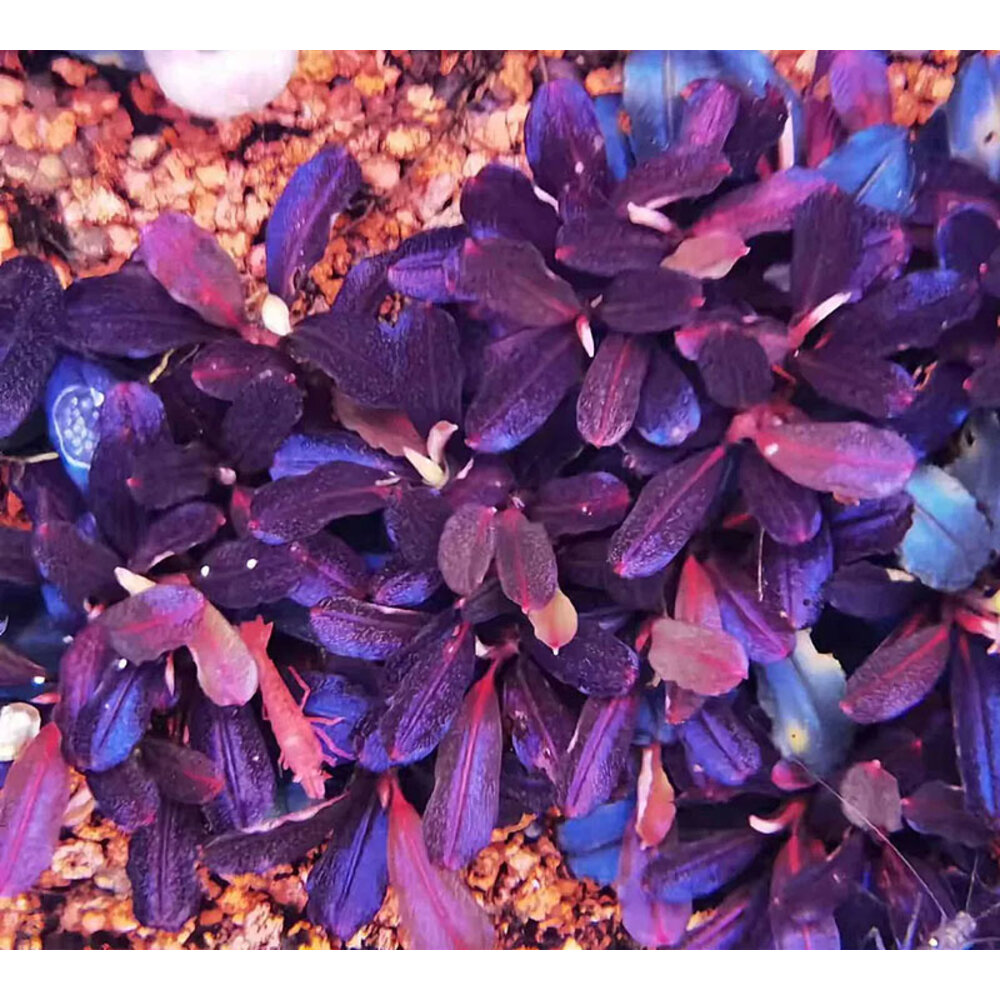 Bucephalandra Brownie Purple