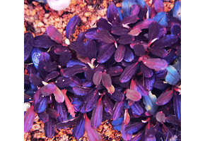 Bucephalandra Brownie Purple