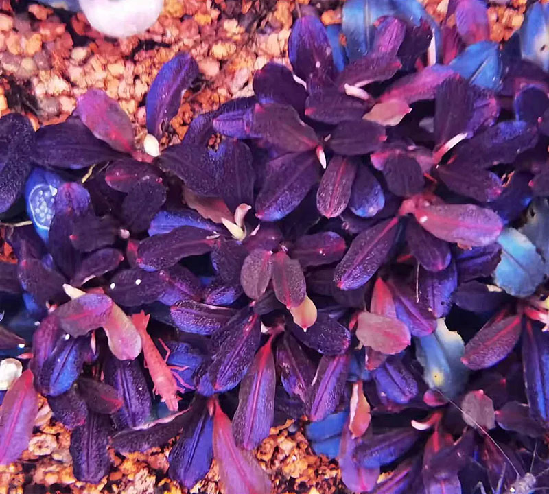 Bucephalandra Brownie Purple