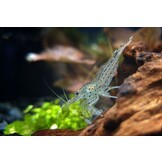 Amano garnalen - Caridina multidentata