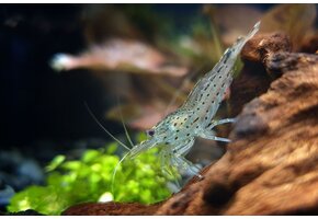 Amano garnalen - Caridina multidentata