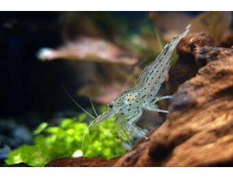 Amano garnalen - Caridina multidentata