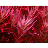 Tropica Rotala rotundifolia "Singapore Blood Red" 1-2-grow! - Limited Edition