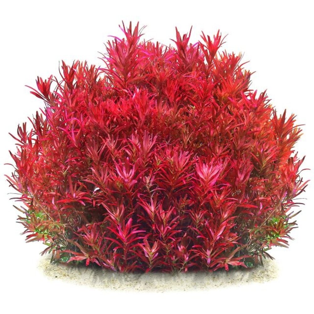 Tropica Rotala rotundifolia Tropica Rotala rotundifolia