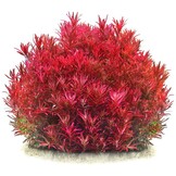 Tropica Rotala rotundifolia "Singapore Blood Red" 1-2-grow! - Limited Edition