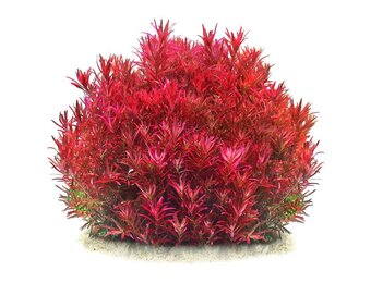Tropica Rotala rotundifolia "Singapore Blood Red" 1-2-grow! - Limited Edition