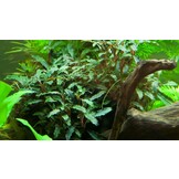Bucephalandra sp. 'Red' Pot