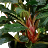 Bucephalandra sp. 'Red' Pot