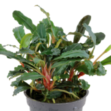 Bucephalandra sp. 'Red' Pot