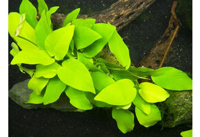 Anubias Barteri var. nana Golden Pot