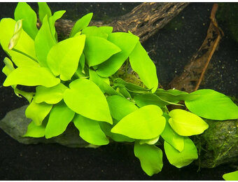 Anubias Barteri var. nana Golden Pot