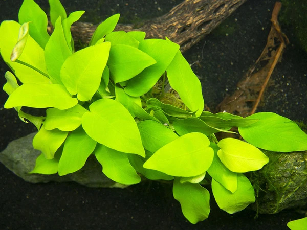 Anubias Barteri var. nana Golden Pot