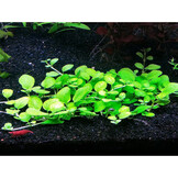 Tropica Hygrophila serpyllum 1-2-grow!