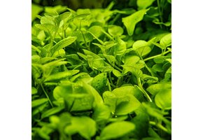 Tropica Hygrophila serpyllum 1-2-grow!