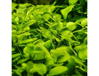 Tropica Hygrophila serpyllum 1-2-grow!