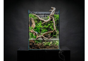 UNS Foresta Paludarium