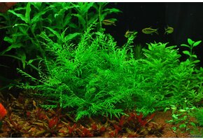 Tropica Hygrophila Odora 1-2-grow! (easy)