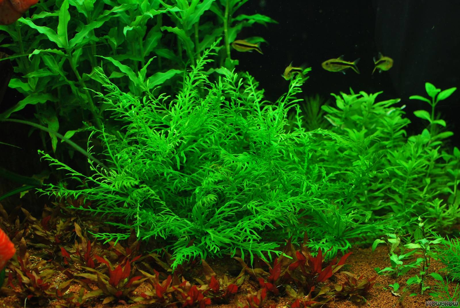 Tropica Hygrophila Odora 1-2-grow! (easy)