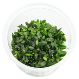 Bucephalandra sp. 'Maia'