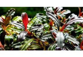 Bucephalandra sp. 'Maia'