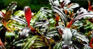 Bucephalandra sp. 'Maia'