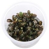 Bucephalandra sp. 'Theia Red'