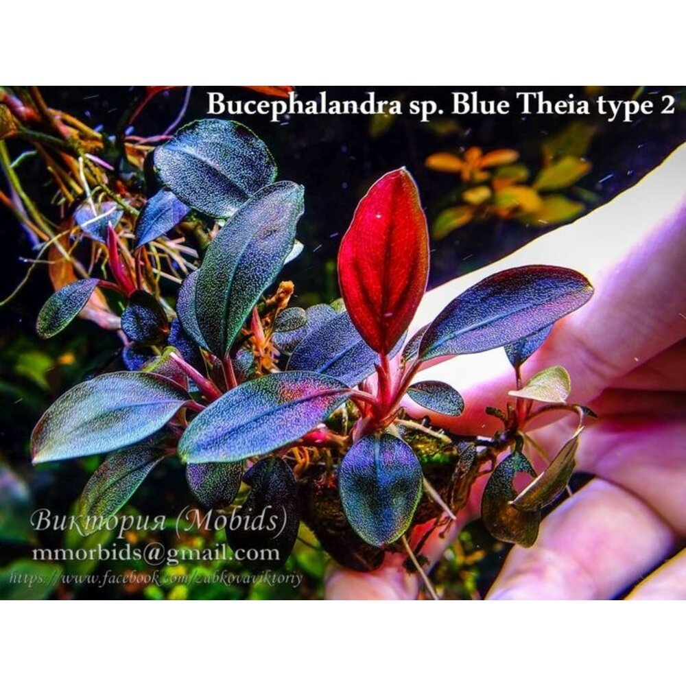 【ルージュ】Bucephalandra sp Theia set Bucephalandra sp. 