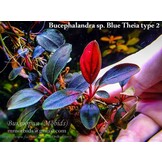 Bucephalandra sp. 'Theia Red'