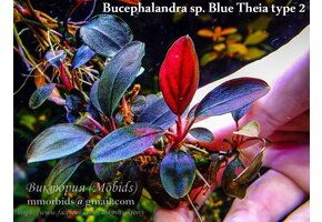 Bucephalandra sp. 'Theia Red'