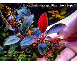 ルージュ】Bucephalandra sp Theia set Bucephalandra sp. Theia