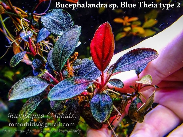 Bucephalandra sp. 'Theia Red'