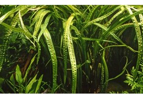 Tropica Cryptocoryne crispatula Balancae - Pot