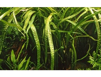 Tropica Cryptocoryne crispatula - Pot