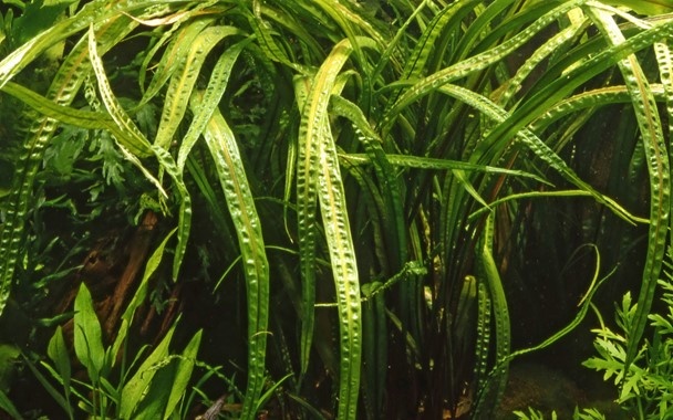 Tropica Cryptocoryne crispatula Balancae - Pot