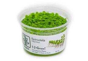 Tropica Spirodela polyrrhiza 1-2 grow