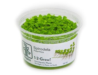 Tropica Spirodela polyrrhiza 1-2 grow